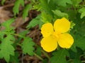 Celandine Poppy Ã¢â¬â Stylophorum diphyllum Royalty Free Stock Photo